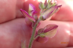 Polygala pubiflora