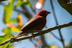 Lagonosticta senegala