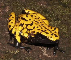 Splash-Backed Poison Frog photo 2