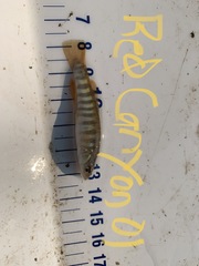 Fundulus kansae