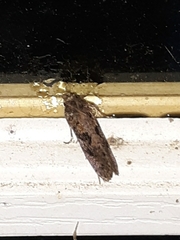 Acrolophus arcanella