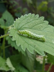 Abrostola tripartita