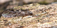 Hydropsyche betteni