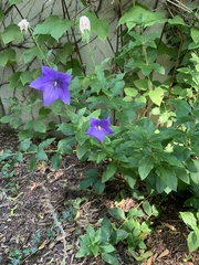 Platycodon