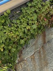 Parthenocissus tricuspidata
