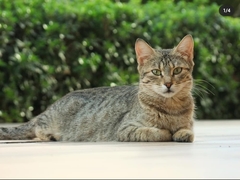 Felis catus