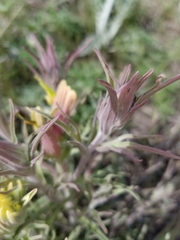 Castilleja citrina
