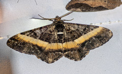 Harutalcis vialis