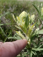 Castilleja citrina