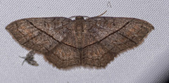 Hydrelia sericea