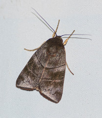 Carea nitida