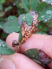 Coleophora plumbella