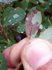 Coleophora plumbella