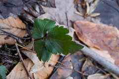 Cardamine diphylla