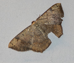 Peratostega deletaria