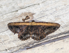 Darisa fratercula