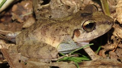 Rio Mamore Robber Frog photo 5