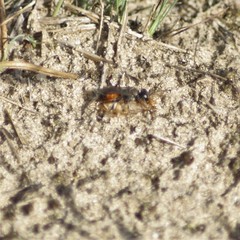 Tachysphex obscuripennis
