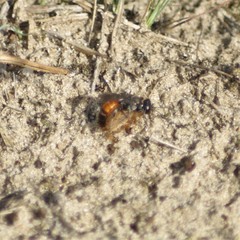 Tachysphex obscuripennis