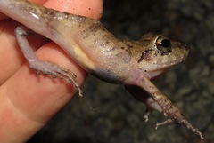 Rio Mamore Robber Frog photo 2