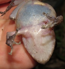 Rio Mamore Robber Frog photo 3