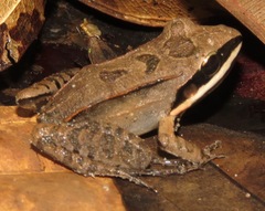 Leptodactylus mystaceus