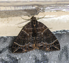 Ecliptopera dentifera