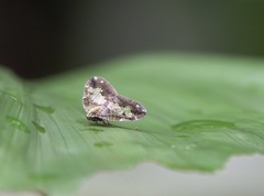 Ricanoptera fenestrata