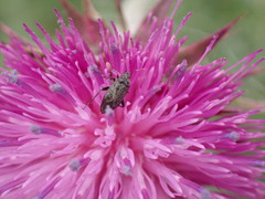 Lepidargyrus ancorifer