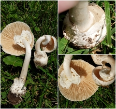 Amanita magnivelaris