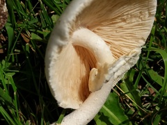 Amanita magnivelaris