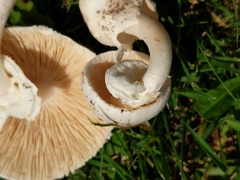 Amanita magnivelaris