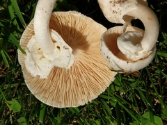 Amanita magnivelaris