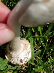 Amanita magnivelaris
