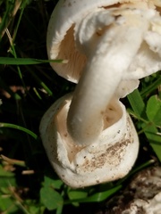 Amanita magnivelaris