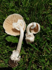 Amanita magnivelaris