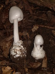 Amanita magnivelaris
