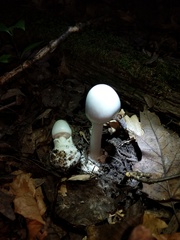 Amanita magnivelaris