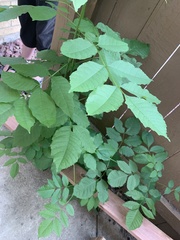 Fraxinus pennsylvanica subintegerrima
