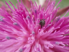 Lepidargyrus ancorifer