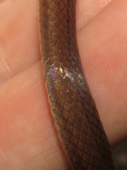 Tantilla melanocephala