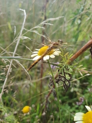 Sympetrum flaveolum