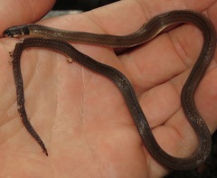 Tantilla melanocephala