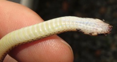 Tantilla melanocephala