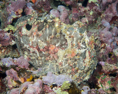Antennarius commerson