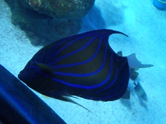 Pomacanthus annularis