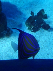 Pomacanthus annularis