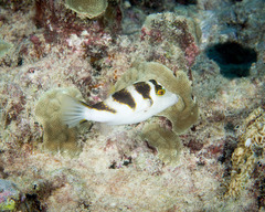 Canthigaster coronata