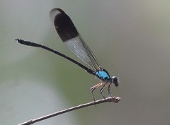 Euphaea impar