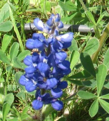 Lupinus subcarnosus